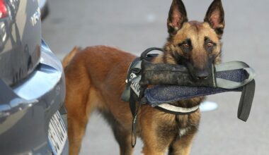 "Des conditions dramatiques" : la SPA craint une vague d'abandons de malinois après les Jeux olympiques