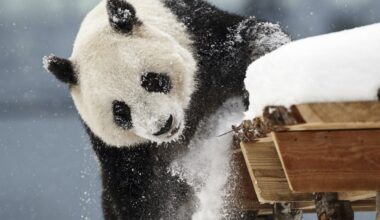 A zoo in Finland is returning giant pandas to China because they're too expensive to keep