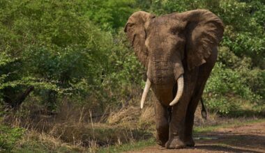 Namibia to cull over 700 animals to feed those affected by drought