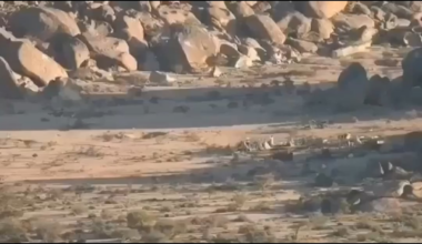 An ambush on a Houthi vehicle by the Saudi army