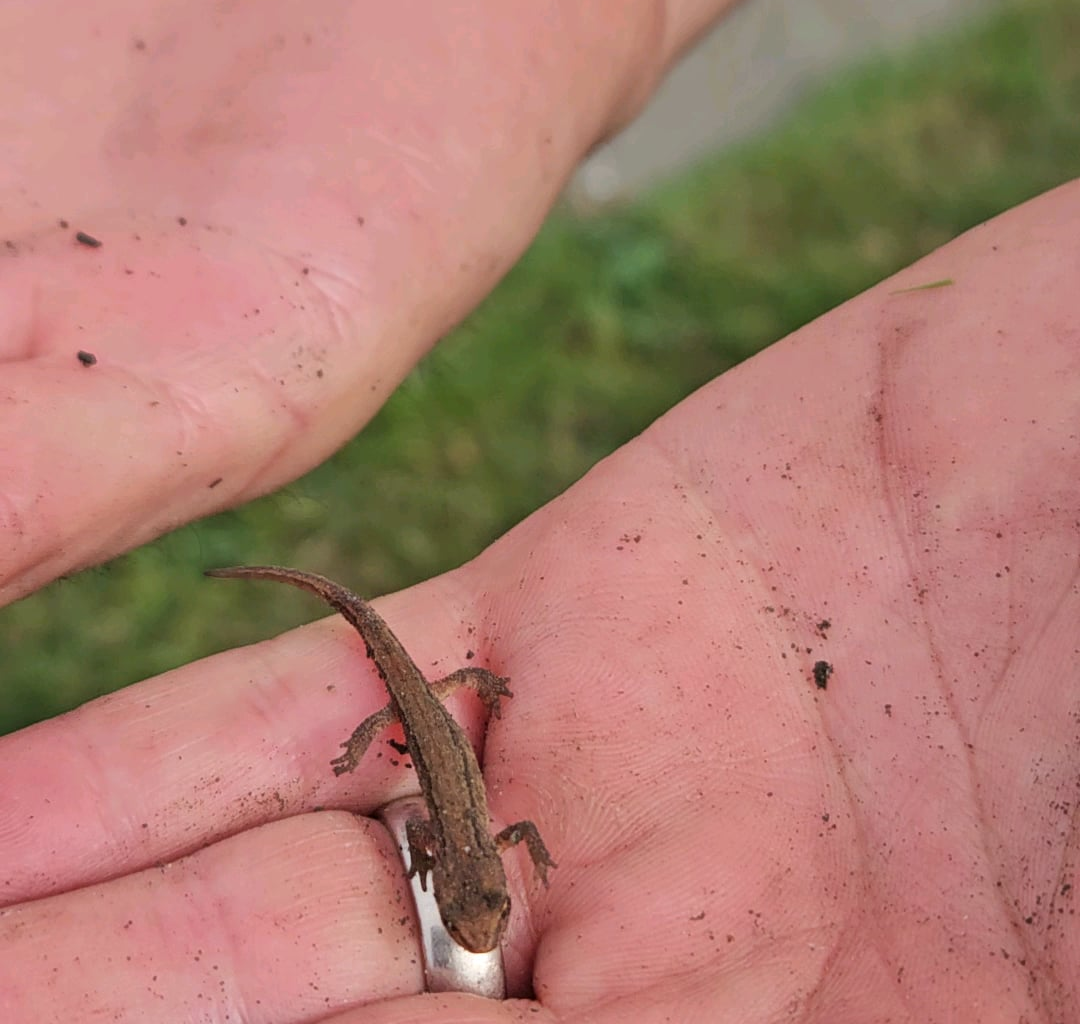 Tiny newt I found in the garden.