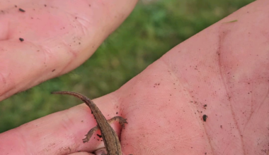 Tiny newt I found in the garden.