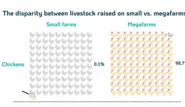 U.S. livestock animals raised on small farms vs. the largest farms, using 2022 USDA Census of Agriculture data