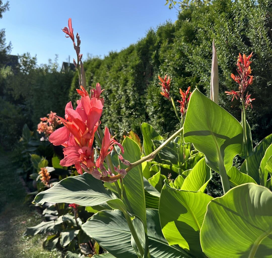 Canna Indica