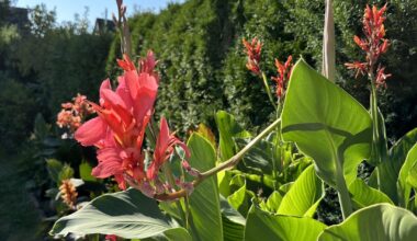 Canna Indica