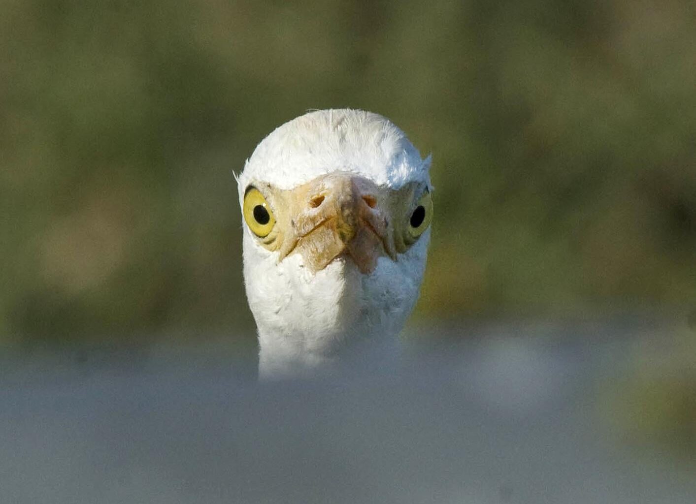 Bird watching at Akrotiri reed beds An egret