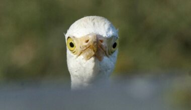 Bird watching at Akrotiri reed beds An egret