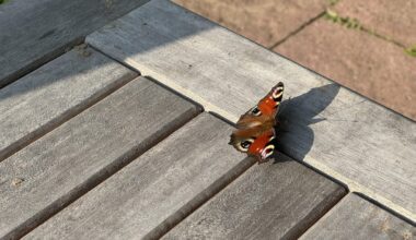 Tagpfauenauge en masse im Garten heute Morgen