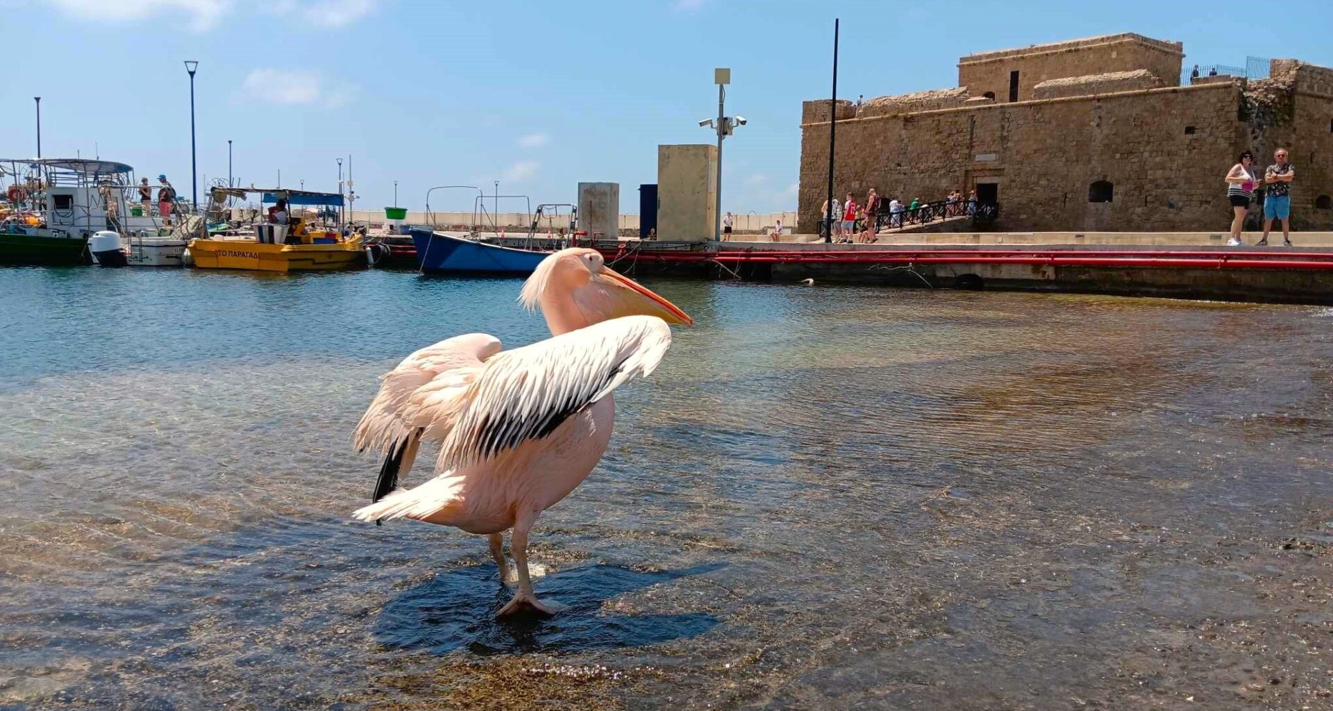 The true story of the Paphos pelican