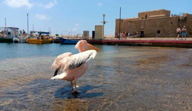 The true story of the Paphos pelican