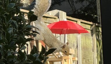 Squirrel Picnic Table