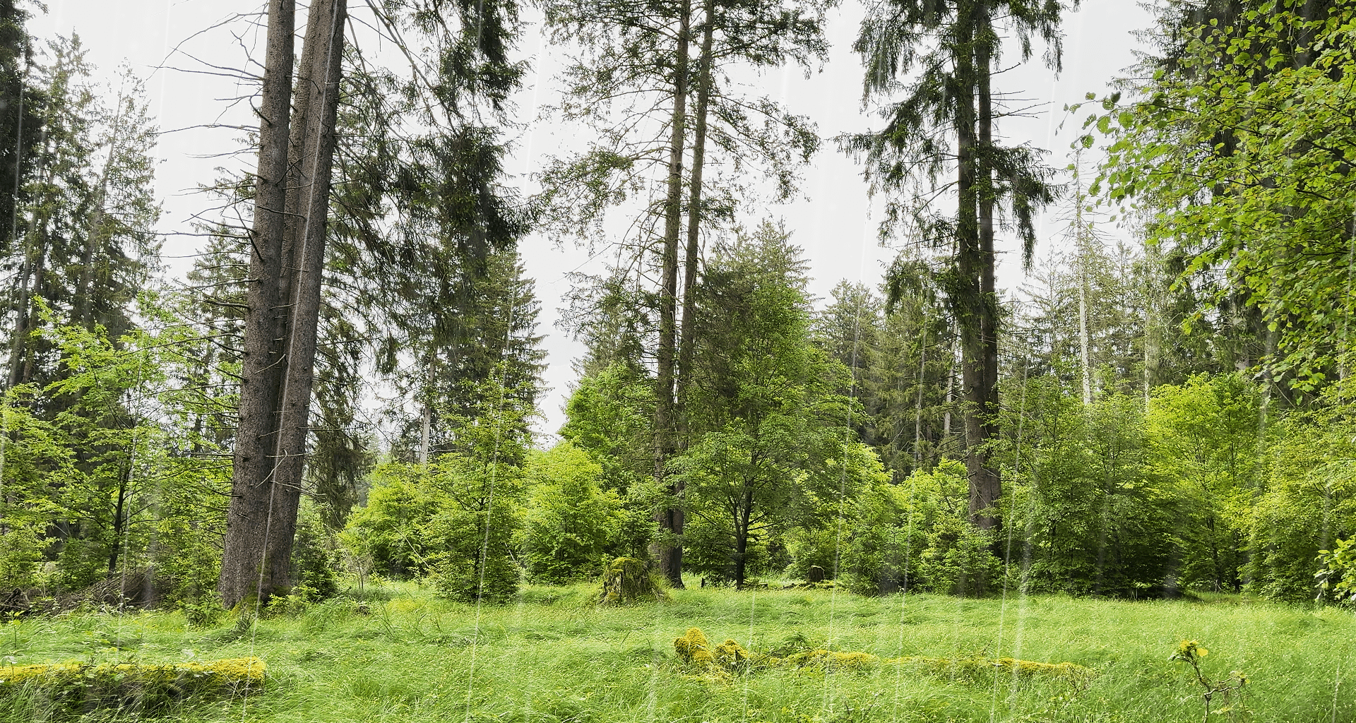 Summer rain and thunder ambience in Bavaria's forests (Germany). 🌧️ Who's interested in listening to this highly relaxing atmosphere with soft rain falling and gentle thunder sounds is invited to virtually step into the scenery with a video in my profile.