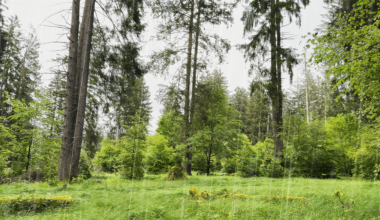 Summer rain and thunder ambience in Bavaria's forests (Germany). 🌧️ Who's interested in listening to this highly relaxing atmosphere with soft rain falling and gentle thunder sounds is invited to virtually step into the scenery with a video in my profile.