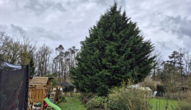 Thuja im Garten entfernen