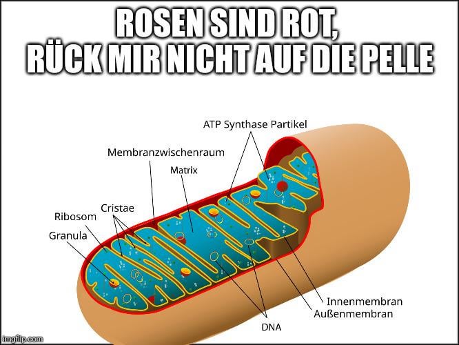 Ich🧬iel