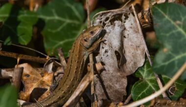 A little Common Lizard posing for a few pics yesterday.