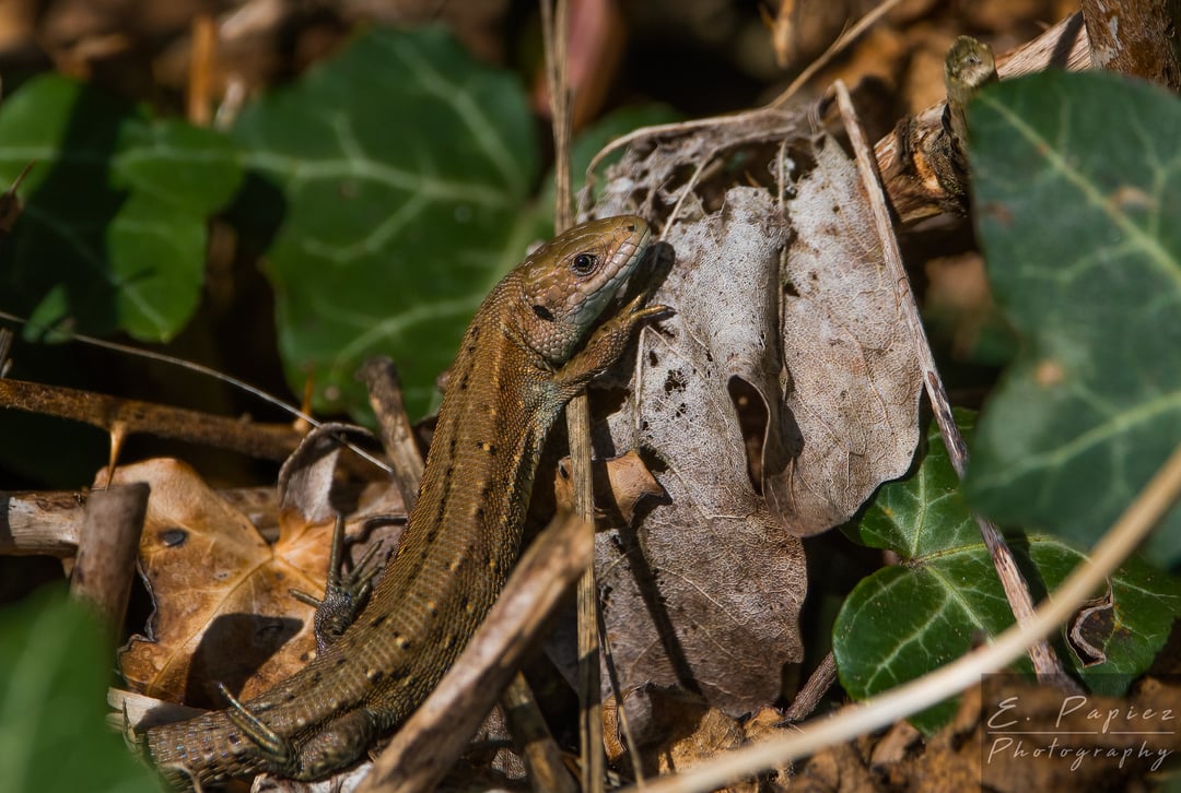 A little Common Lizard posing for a few pics yesterday.