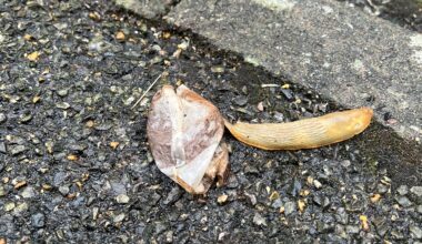 Does anything sum up autumn in the UK better than a slug having a cup of tea?