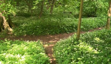 I miss smelling all the wild garlic on my woodland walks. Like someone’s cooking pasta 😋