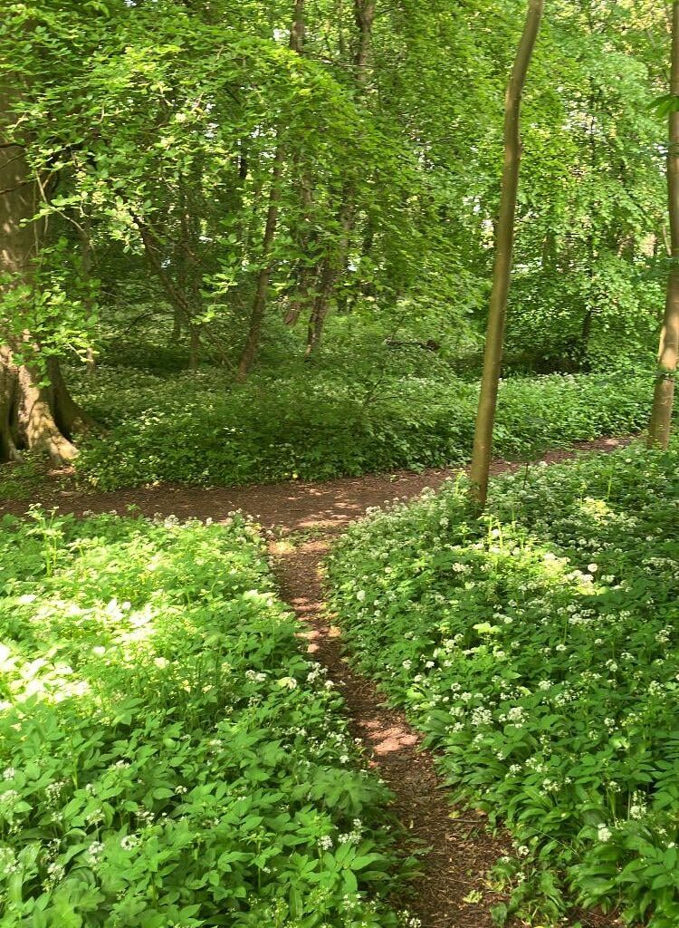 I miss smelling all the wild garlic on my woodland walks. Like someone’s cooking pasta 😋