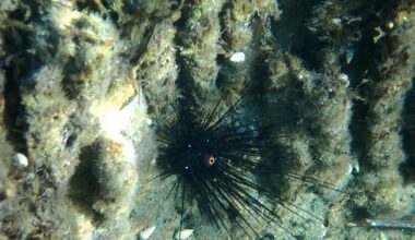 Giant sea urching-snorkeling at Amathus ancient harbour