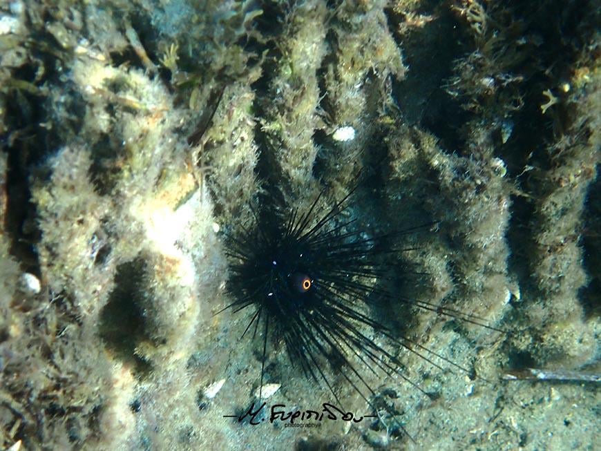 Giant sea urching-snorkeling at Amathus ancient harbour