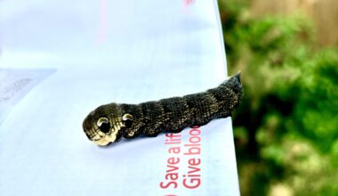 Just found this chap wandering around in my office. Let him go outside. Looks to be an elephant-hawk moth, according to Google