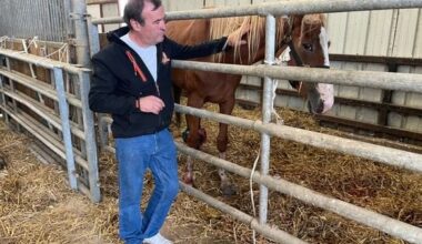 83 chevaux, saisis dans la Manche, ont été confiés au zoo-refuge La Tanière, à Nogent-le-Phaye