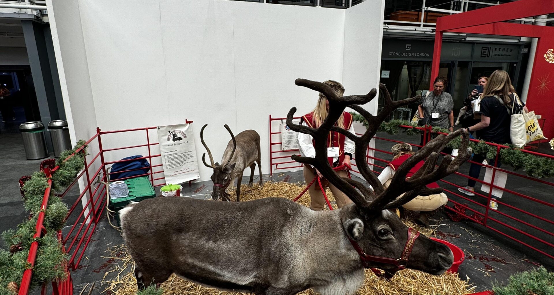 Reindeers in September, is this too early?!