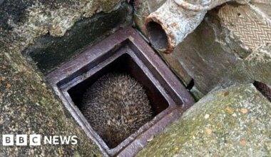 Hedgehog wedged in drain survives ordeal