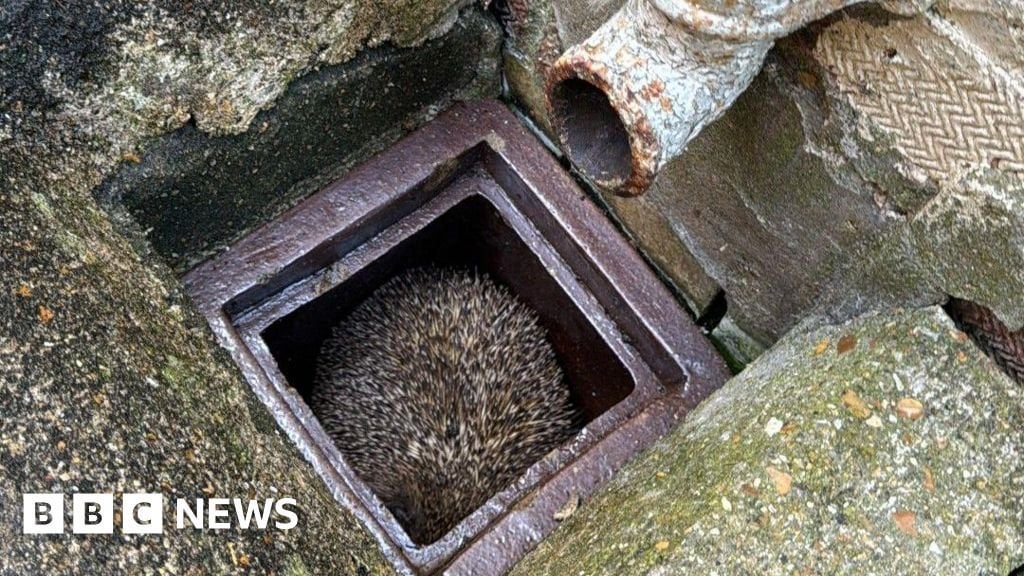 Hedgehog wedged in drain survives ordeal