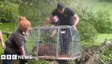 Cinnamon the missing capybara recaptured in pond in Telford