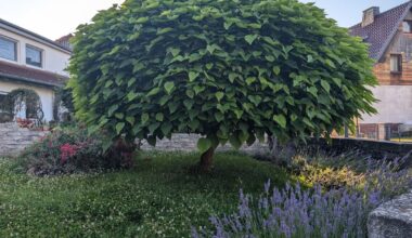 Wie/Wann unbekannten Baum Rückschneiden?