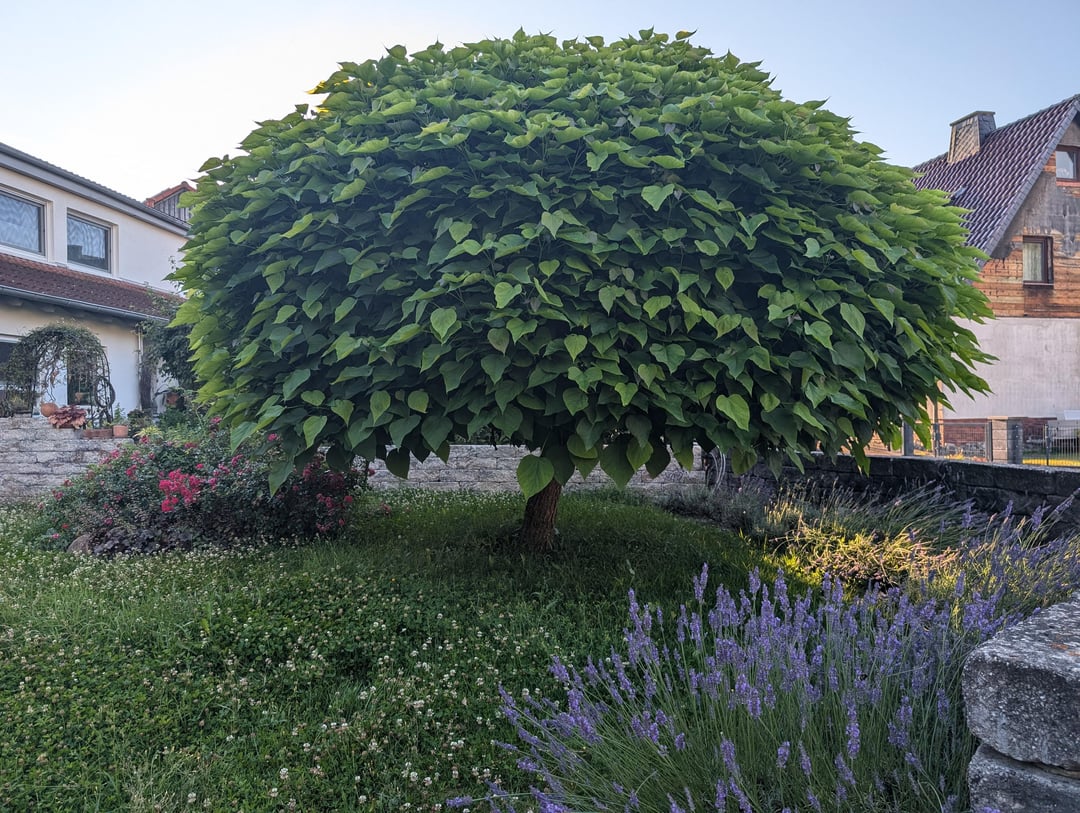 Wie/Wann unbekannten Baum Rückschneiden?