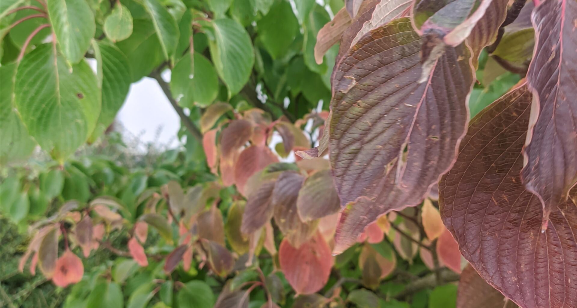 Cornus controversa Etagen Hartriegel