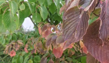 Cornus controversa Etagen Hartriegel