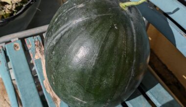 Wassermelone, 9,7kg, zuckersüss