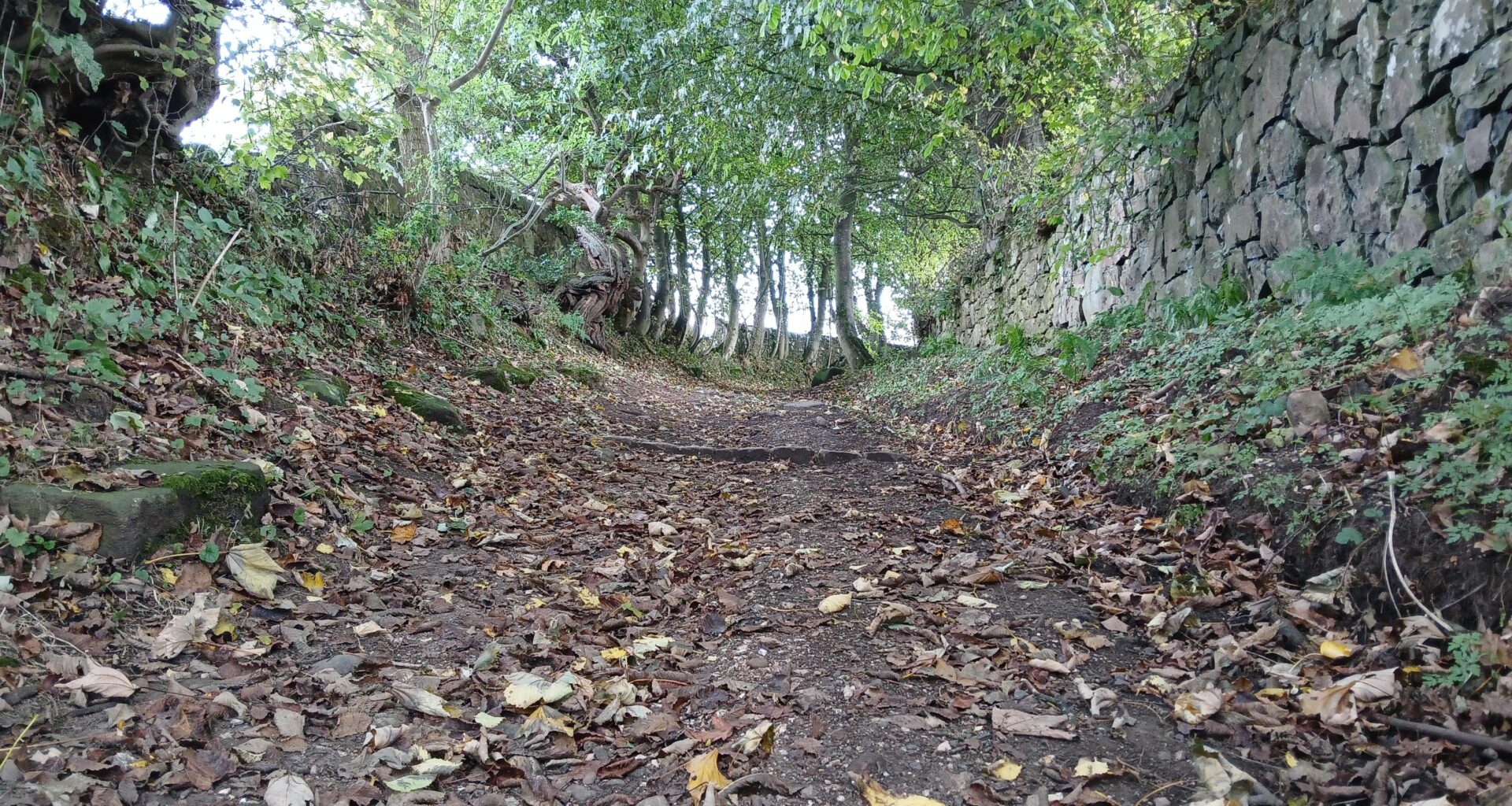 My favourite path to walk