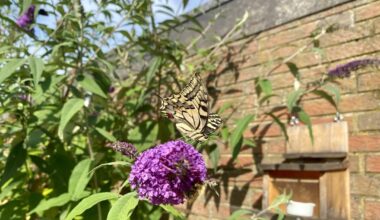 Schwalbenschwanz im Garten gesichert