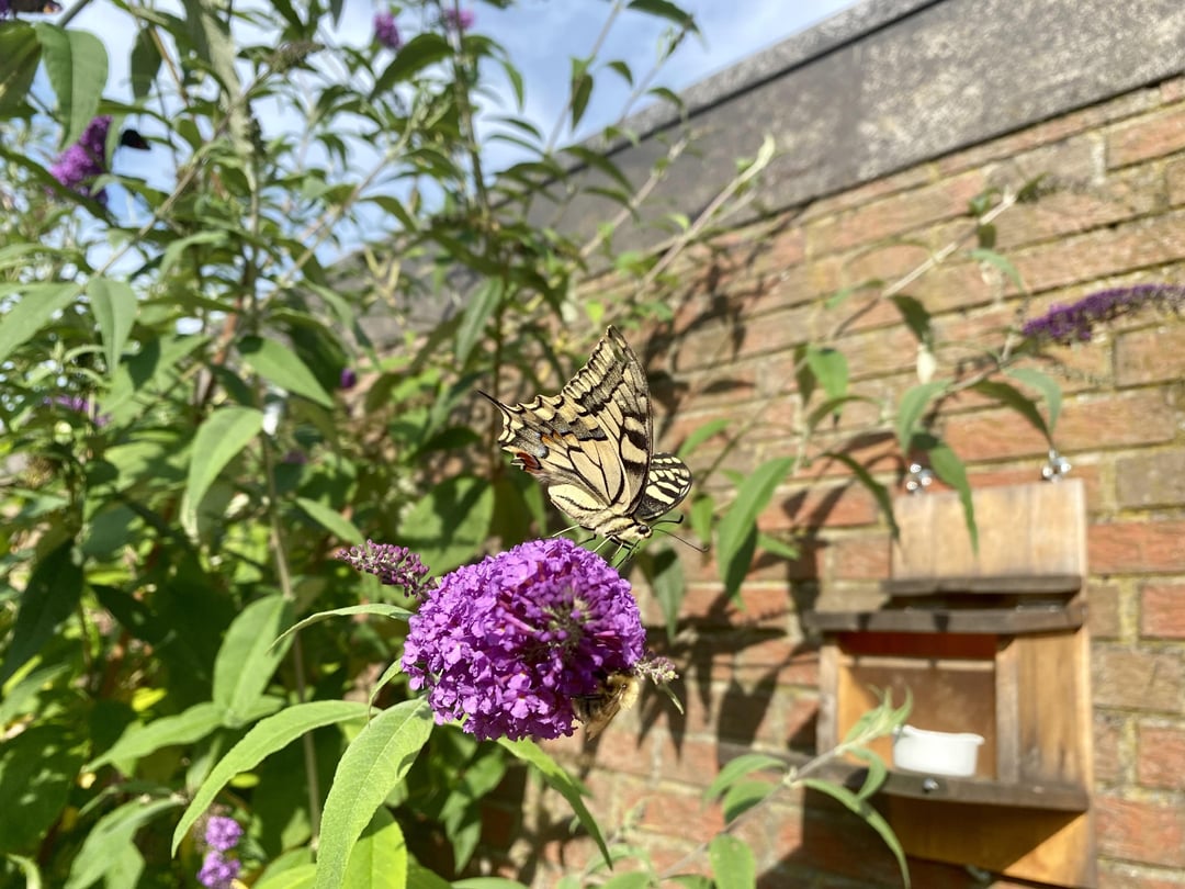 Schwalbenschwanz im Garten gesichert