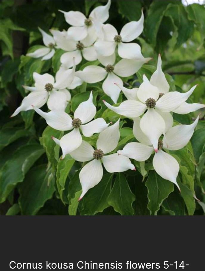 La fleur officielle du cornu 🦬