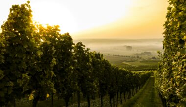 Jugenheim in Rheinhessen, Germany