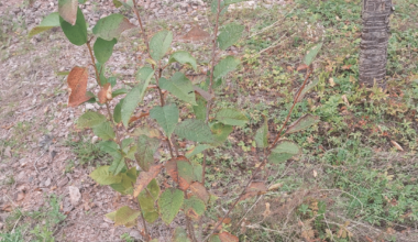 Kleinen Baum umpflanzrn