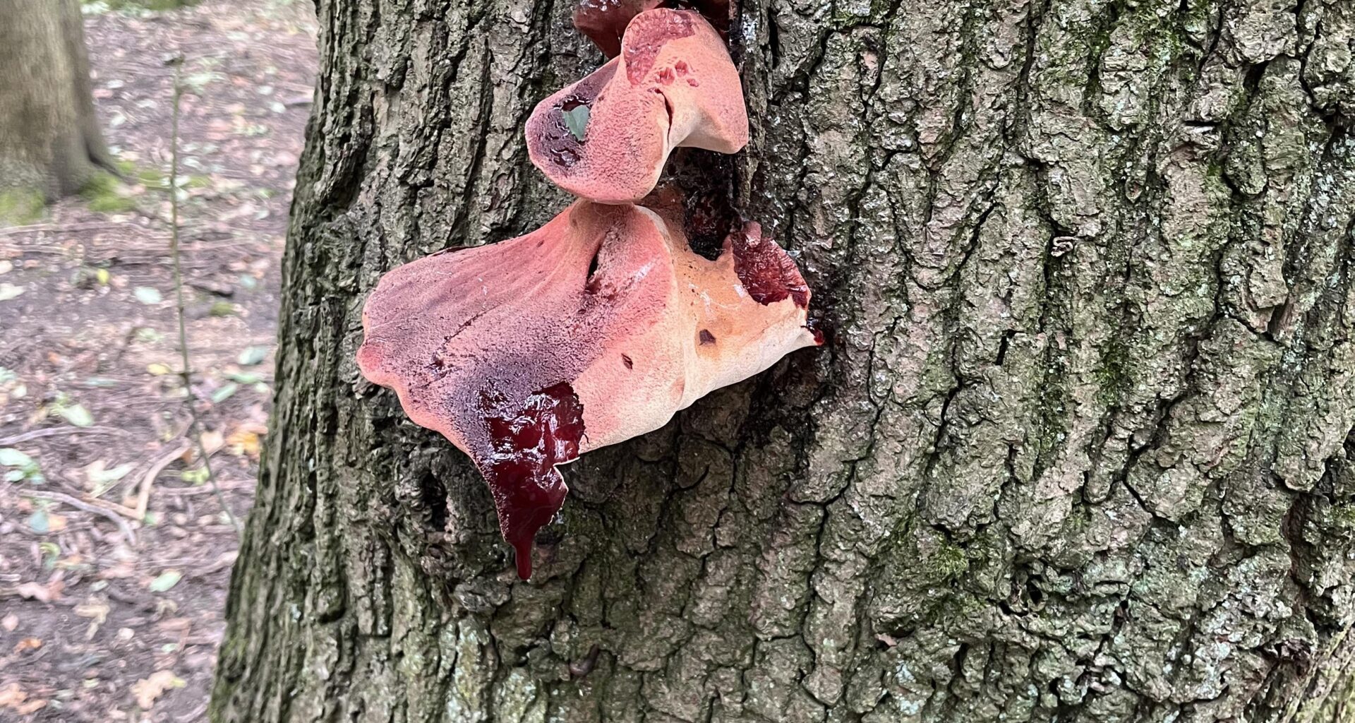 Found a cool fungus