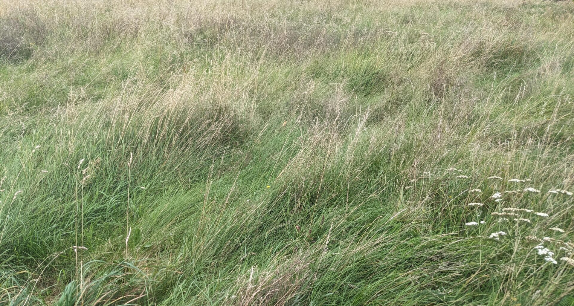 Viel Wiesenfläche mit hohem Gras. Was machen?