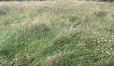 Viel Wiesenfläche mit hohem Gras. Was machen?