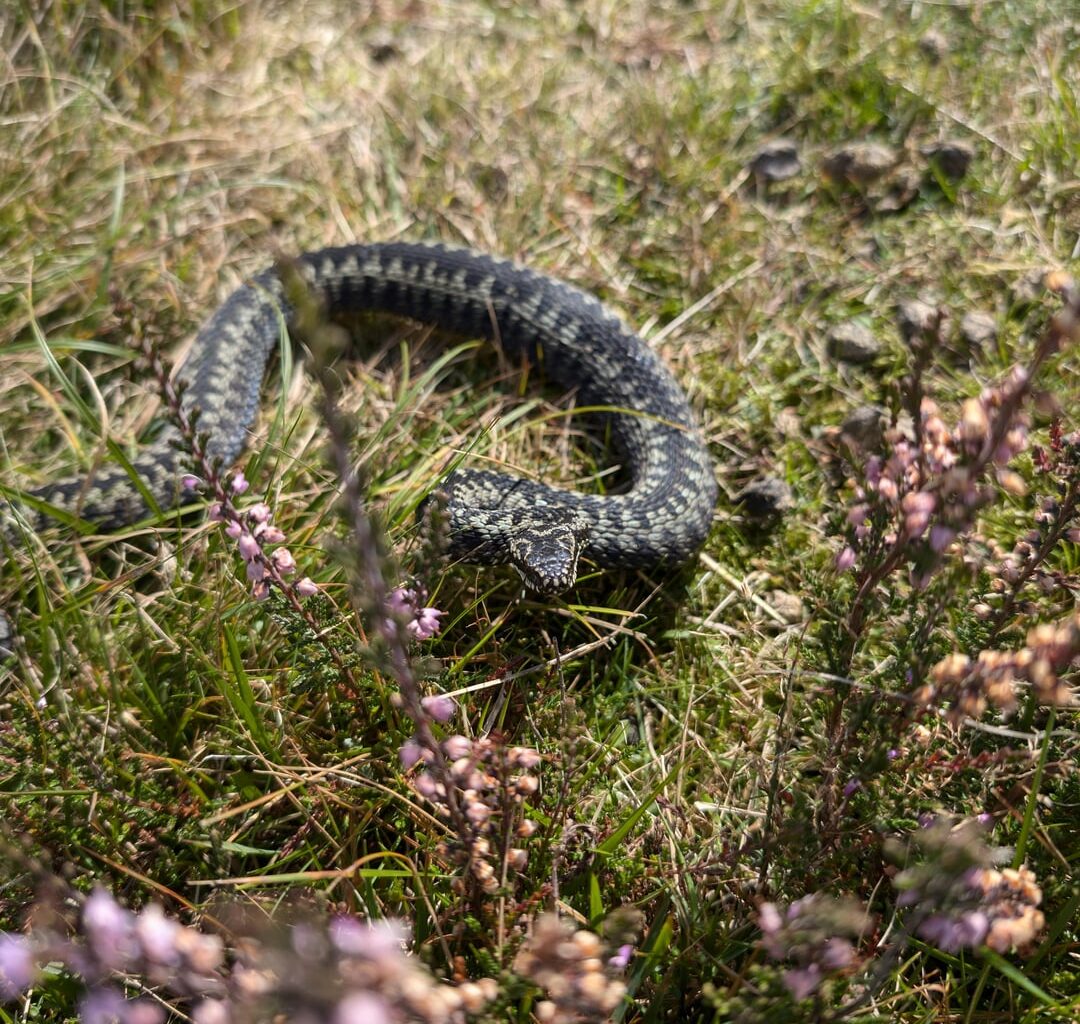 First time seeing a wild snake in the UK