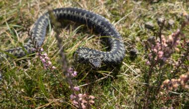 First time seeing a wild snake in the UK