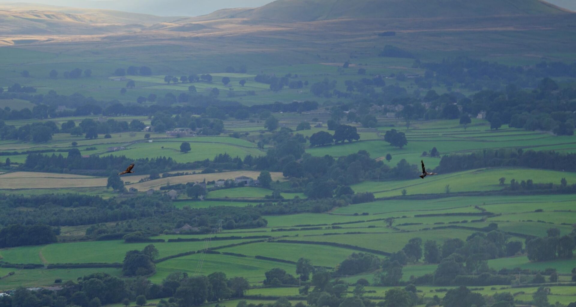 Falcons (I think) over Wensleydale