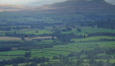 Falcons (I think) over Wensleydale